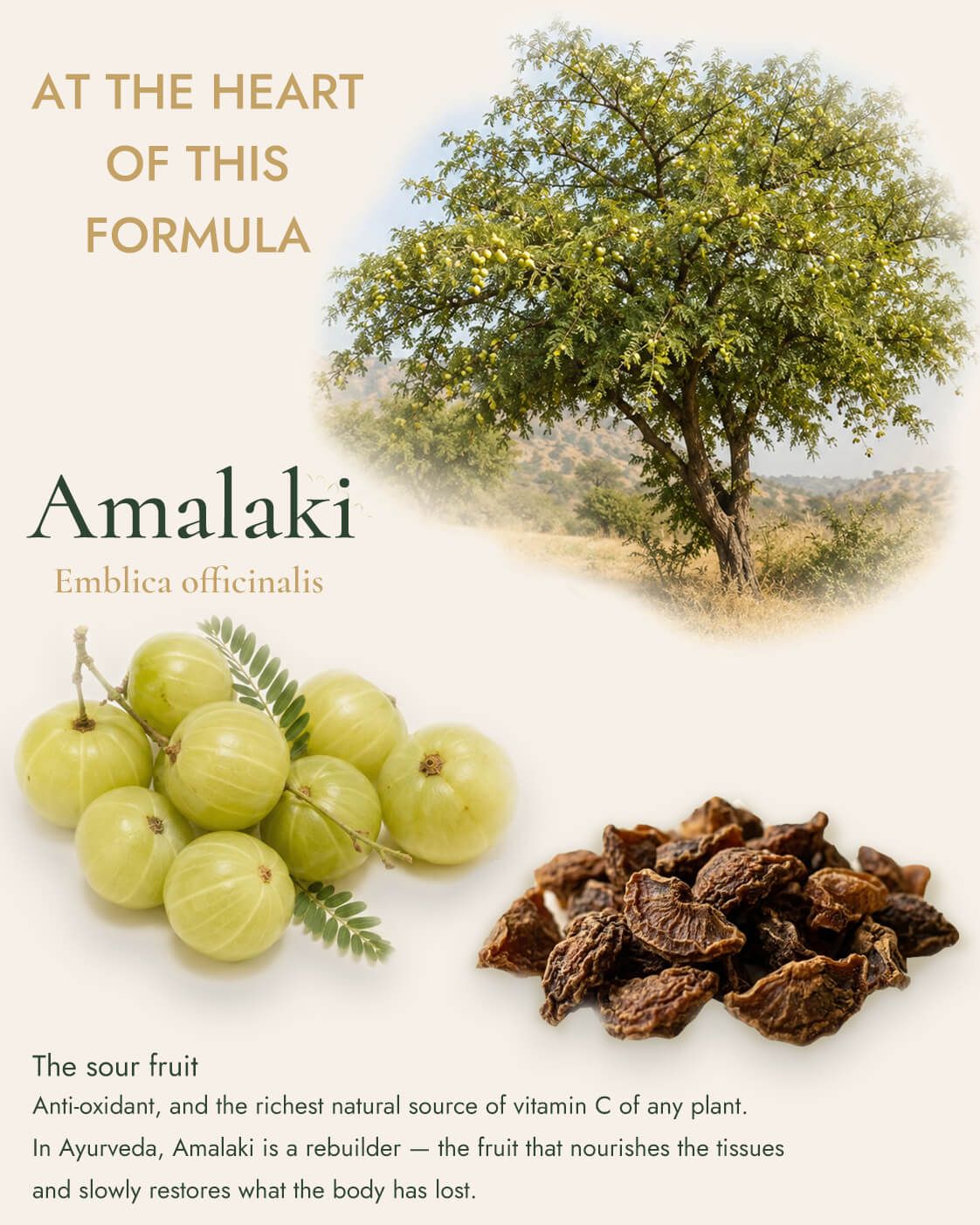 Triphala - Daily Cleanse & Rejuvenative