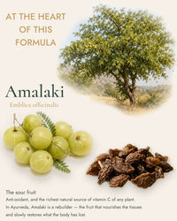 Triphala - Daily Cleanse & Rejuvenative