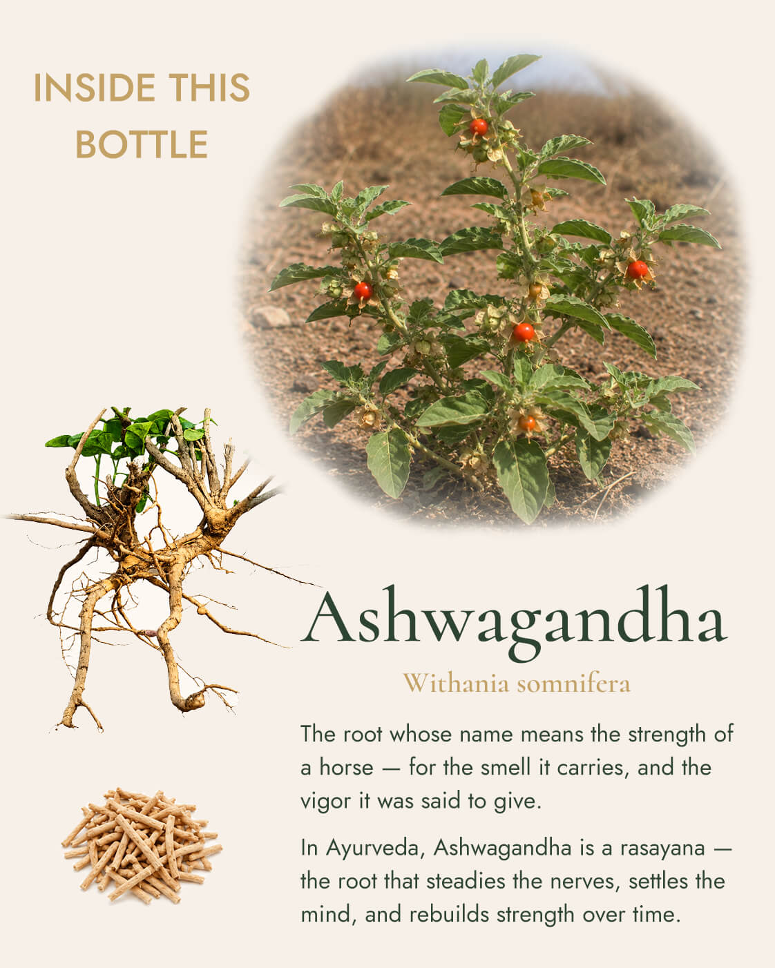 Ashwagandha - Whole Root, Hand-sorted