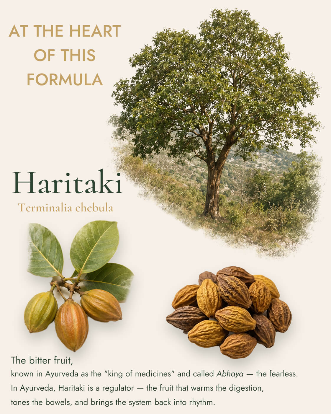 Triphala - Daily Cleanse & Rejuvenative